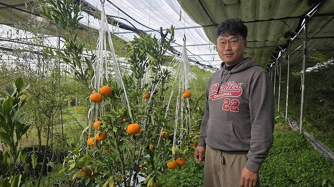사과 키우던 영천서 “레드향 농사지어요”…제주 방어는 동해로