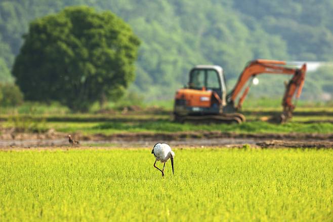 ‘황새 부부 강제 이혼’ 조류학자의 결단 이유는? [차형석의 별별인물 탐구생활]