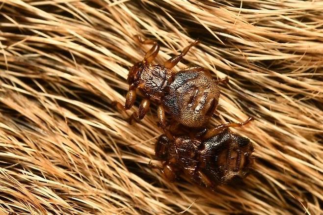 [사이테크+] “사슴 몸에 정착하면 날개 떼고 시각 민감도 낮추는 흡혈 곤충“